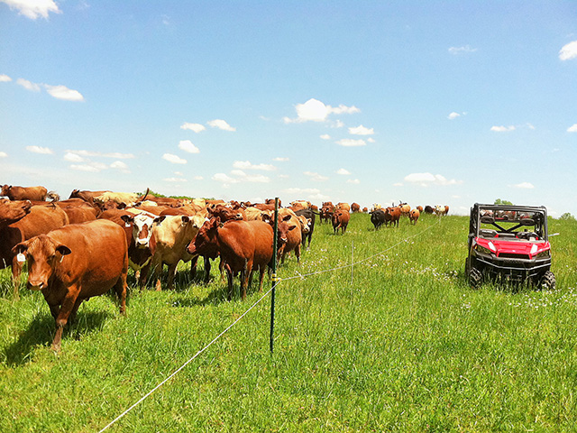 Cattle can revitalize soils and awaken productivity lost in a monoculture environment. (Photo courtesy Allen Williams)